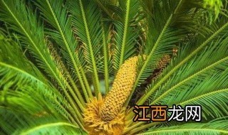 苏铁属于什么植物 苏铁植物介绍