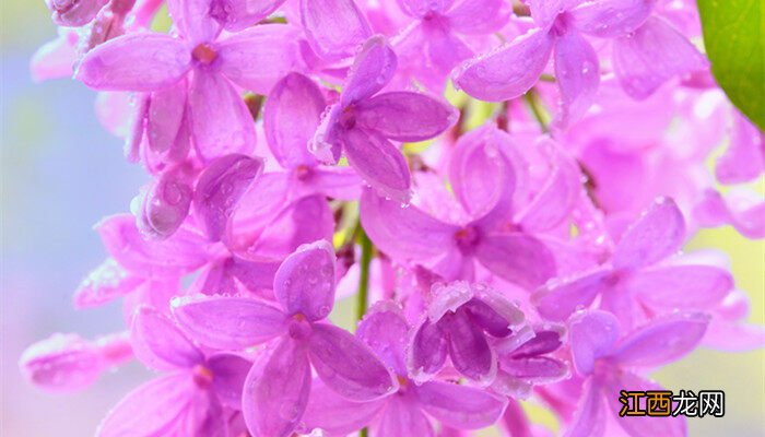 丁香花为什么叫鬼花 紫丁香花花语