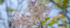 丁香花为什么叫鬼花 紫丁香花花语