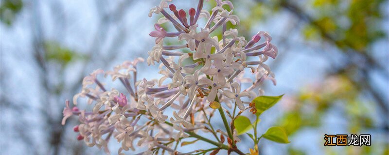 丁香花为什么叫鬼花 紫丁香花花语