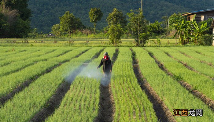 比草甘膦厉害十倍的除草剂 杀死树木什么药最厉害