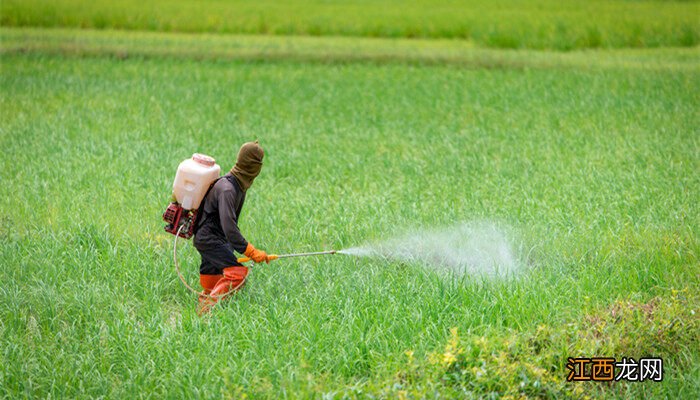 比草甘膦厉害十倍的除草剂 杀死树木什么药最厉害