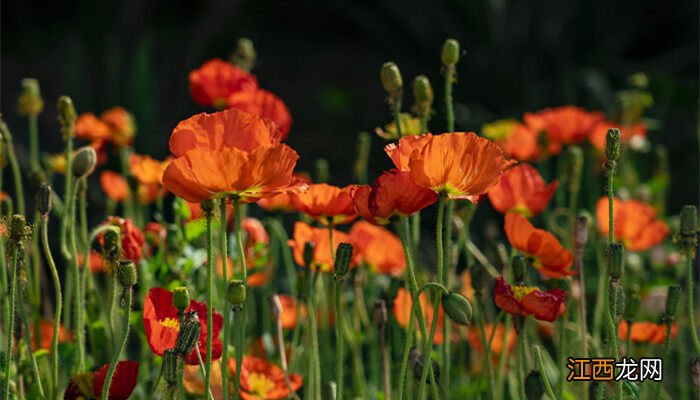 虞美人是什么花 鱼美人是什么花