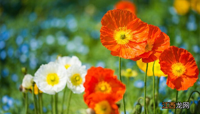 虞美人是什么花 鱼美人是什么花