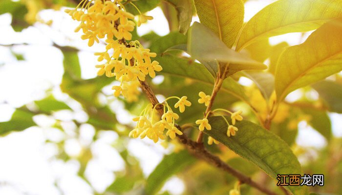 桂花花语象征与寓意 桂花花语