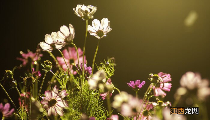 波斯菊花语象征着什么 波斯菊花语