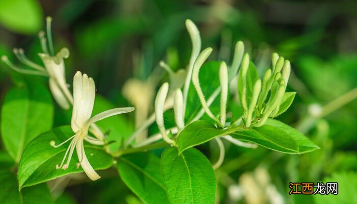 金银花的种植方法和注意事项 金银花的种植方法