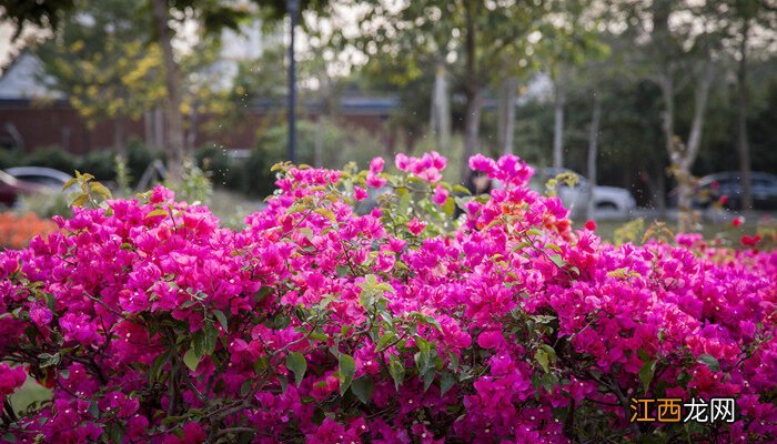 杜鹃花叶子一碰就掉怎么补救 杜鹃花叶子一碰就掉