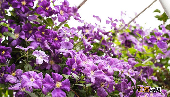 铁线莲最好养的品种推荐 铁线莲最好养的品种