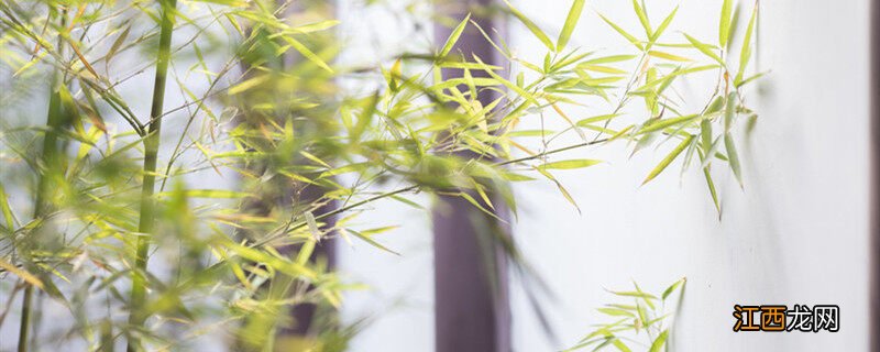 盆栽小竹子怎么养活视频 盆栽小竹子怎么养活