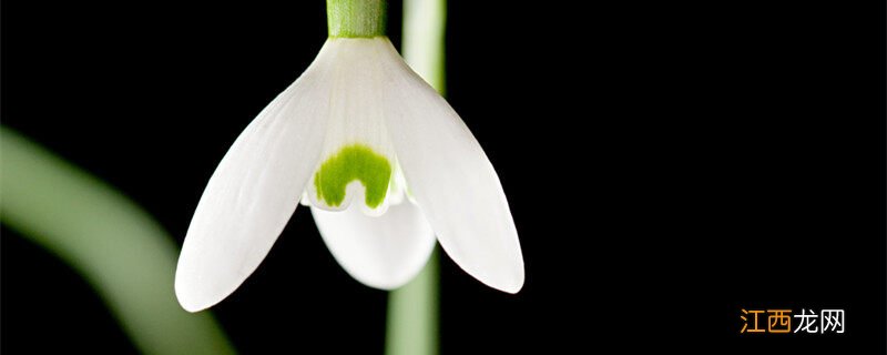 香雪兰花语象征与寓意 香雪兰花语