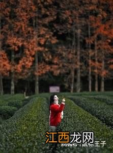 一眼心动!挖到了15个杭州宝藏赏秋地,现在去秒出大片