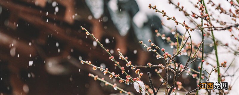 梅花什么季节开花哪个月开花 梅花什么季节开花