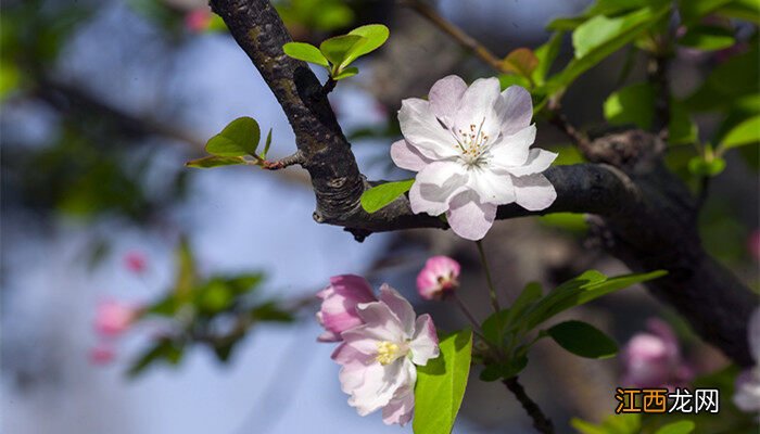 海棠花的花语是什么意思 海棠花的花语是什么