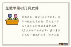 盆栽苹果树几月发芽