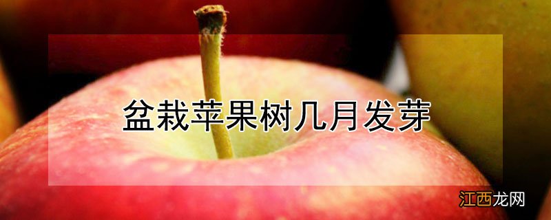 盆栽苹果树几月发芽