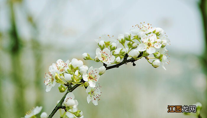 梨花的花语是什么 梨花的花语