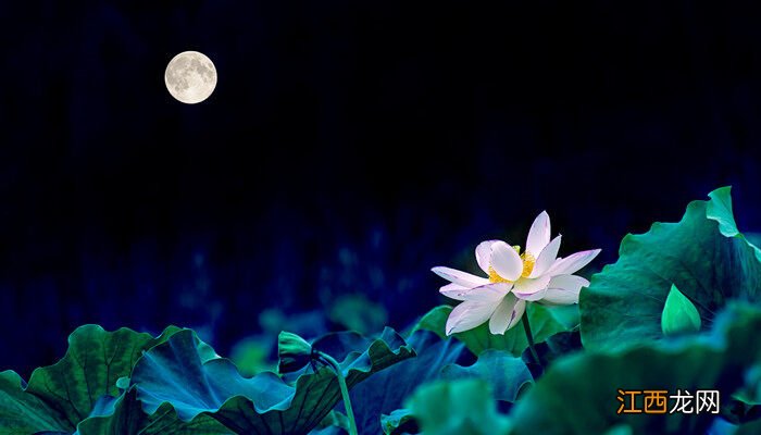 荷花代表什么象征意义 荷花代表什么