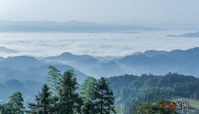 被誉为世界油王的是什么植物 被誉为世界油王的是什么