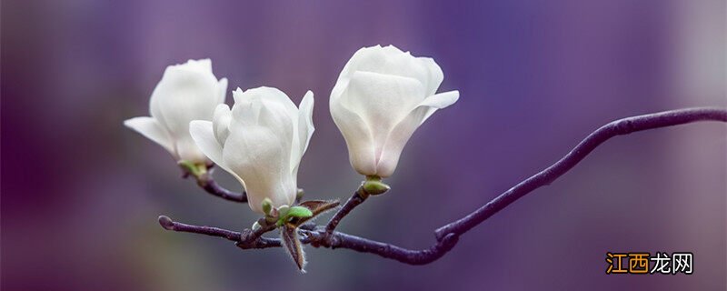 白兰花的养殖方法和注意事项 盆栽 白兰花的养殖方法和注意事项