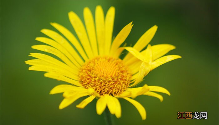 菊花的疏蕾方法有哪些 菊花的疏蕾方法