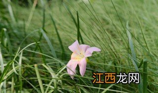 风雨兰花的养殖方法和注意事项 风雨兰花怎么养