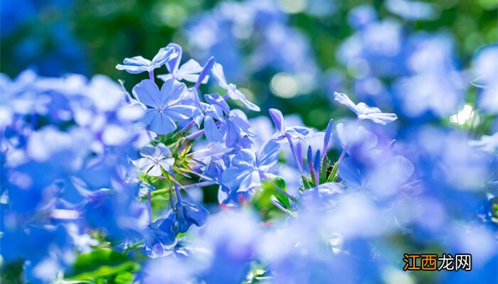 蓝花亚麻种子要泡水吗视频 蓝花亚麻种子要泡水吗