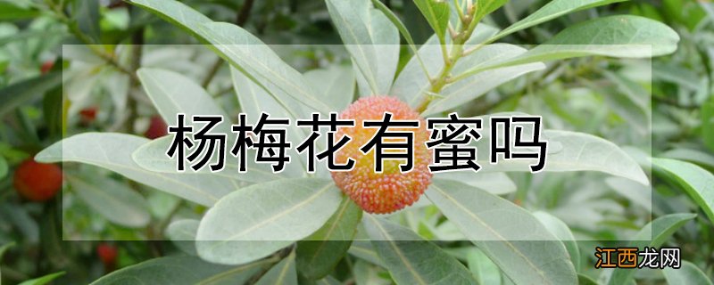 杨梅花有蜜吗