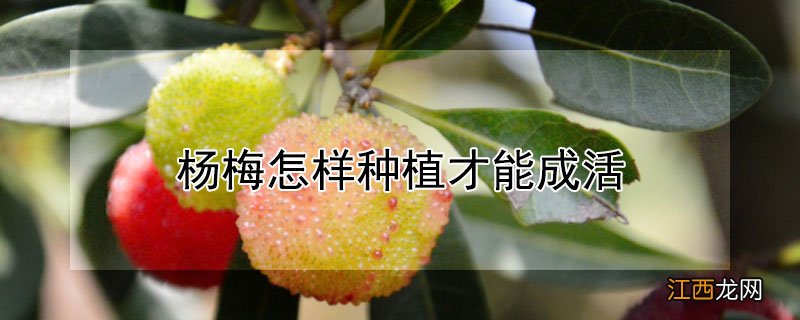 杨梅怎样种植才能成活