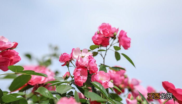 月季花在哪个季节开花呢 月季花在哪个季节开花