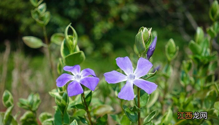 长春花怎么养才能爆花 长春花怎么养