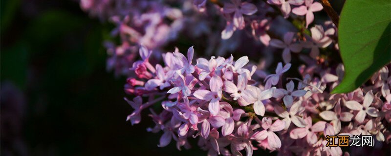 紫丁香的花语和寓意 紫丁香的花语