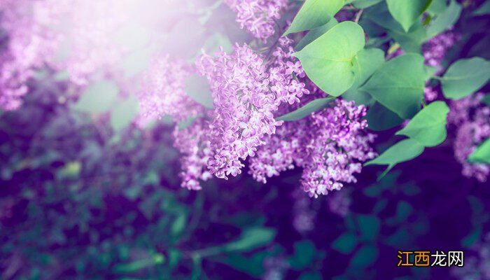 紫丁香的花语和寓意 紫丁香的花语