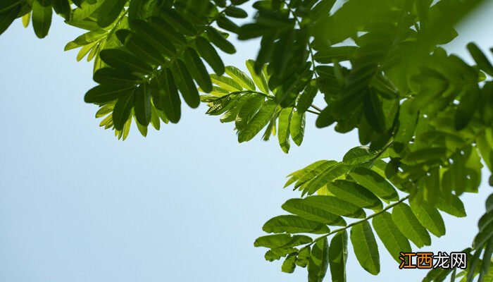 槐树什么样子 槐树叶像什么