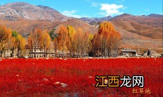 稻城亚丁红草地是什么草 稻城亚丁红草地景区在哪里