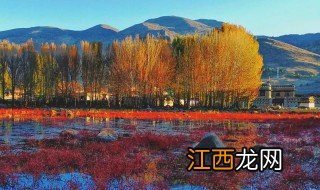 稻城红草地什么时候红 稻城红草地长的是什么草