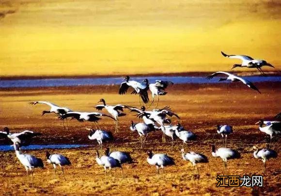 最美高铁正式通车，横跨大半个中国， 沿路美景、美食无数！