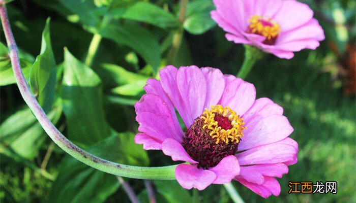 牵牛花是什么颜色的图片欣赏 牵牛花是什么颜色