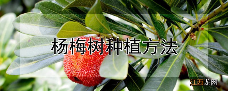 杨梅树种植方法