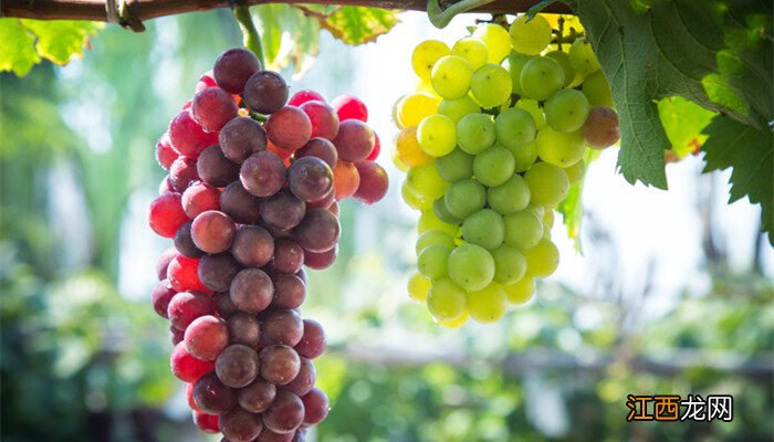 葡萄是扦插还是压条还是嫁接 葡萄是扦插还是压条