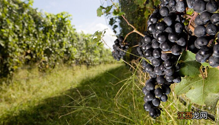 葡萄是扦插还是压条还是嫁接 葡萄是扦插还是压条