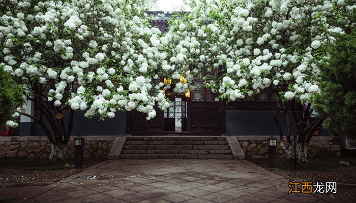 大花绣球有哪些品种株植高的 大花绣球有哪些品种