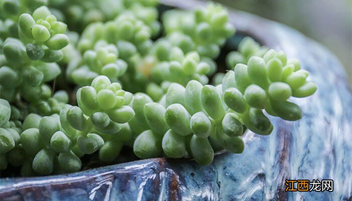 夏季多肉植物怎么养才漂亮 夏季多肉植物怎么养