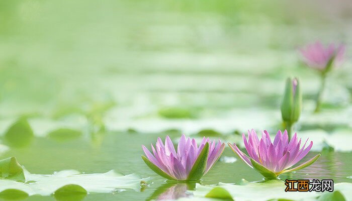 睡莲几点钟开花?几点钟合拢呢 睡莲几点钟开花?几点钟合拢?