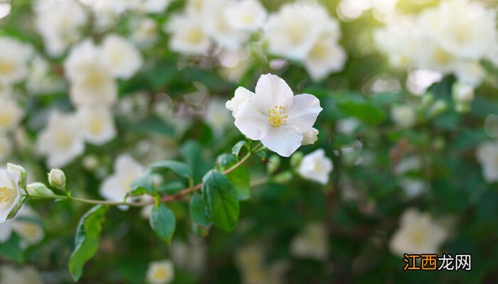 茉莉花开花期间怎么养护好 茉莉花开花期间怎么养护