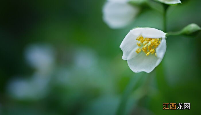 茉莉花开花期间怎么养护好 茉莉花开花期间怎么养护