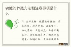 锦鲤的养殖方法和注意事项是什么