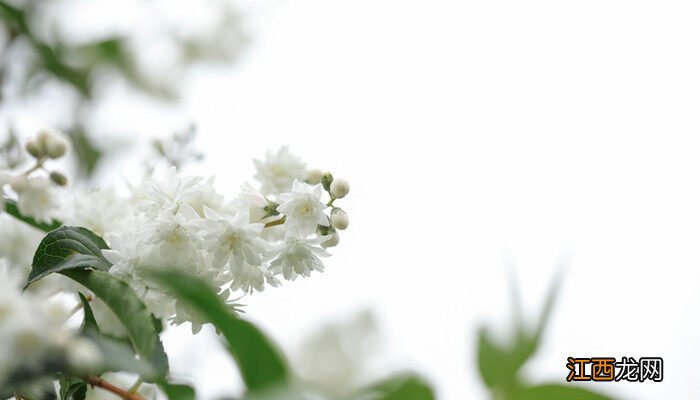 溲疏雪樱花的养殖方法和注意事项 雪樱花的养殖方法和注意事项