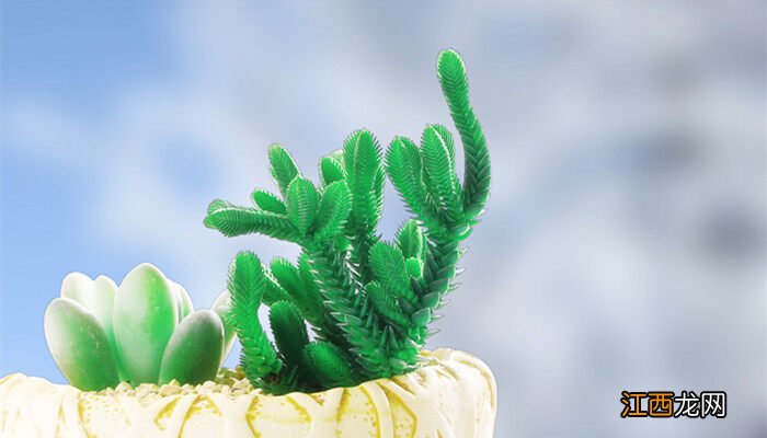 多肉用什么水浇长得快一点 多肉用什么水浇长得快