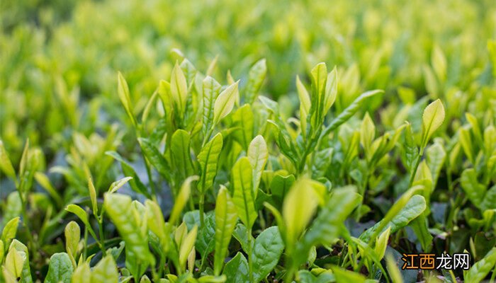 植物叶尖焦叶怎么办图片 植物叶尖焦叶怎么办